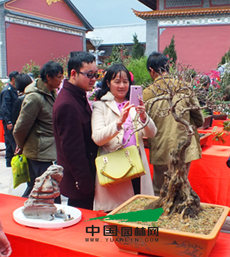 第一届大理盆景展览会 主题为“苍洱神韵·大理盆景”(图2)