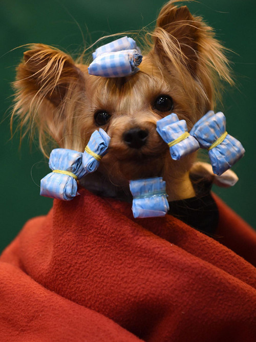 3月13日落幕的英国2016Crufts狗展 “争奇斗艳”(图4) 3月13日落幕的英国2016Crufts狗展 “争奇斗艳”(图4)