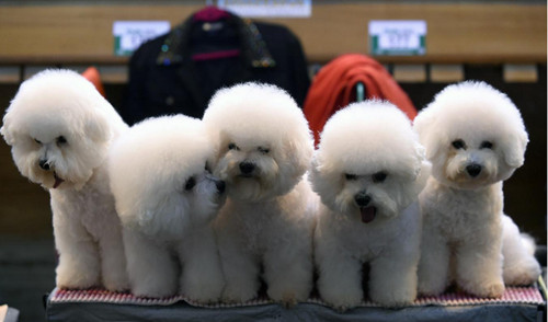 3月13日落幕的英国2016Crufts狗展 “争奇斗艳”(图3) 3月13日落幕的英国2016Crufts狗展 “争奇斗艳”(图3)