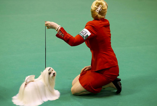 3月13日落幕的英国2016Crufts狗展 “争奇斗艳”(图6) 3月13日落幕的英国2016Crufts狗展 “争奇斗艳”(图6)